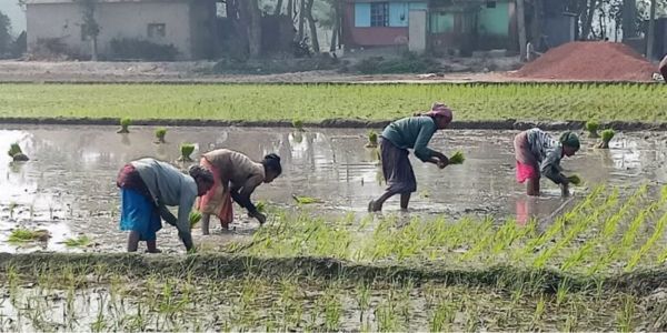 মাধবপুরে কৃষি কাজে সরব নারী পারিশ্রমিক কম দেয়ায় অসন্তোষ